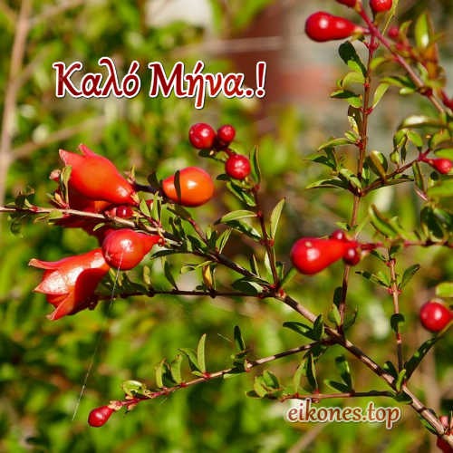Καλό μήνα και τυχερό με eikones.top rodia