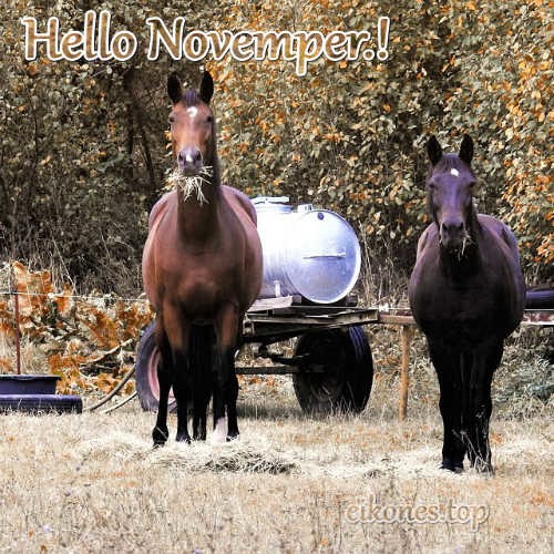 Hello November.! eikones.top