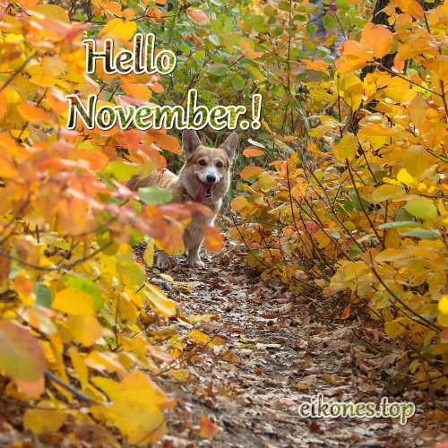 Hello November.! eikones.top