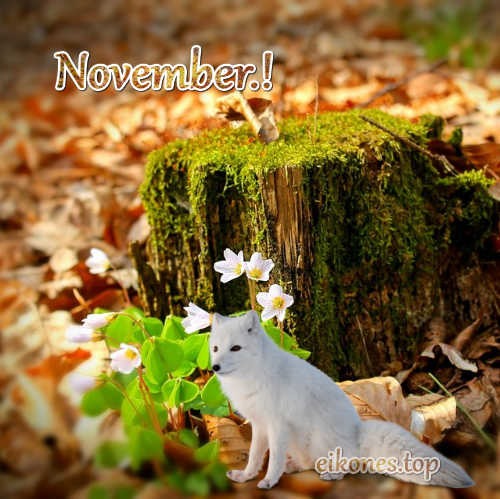 November.! eikones.top