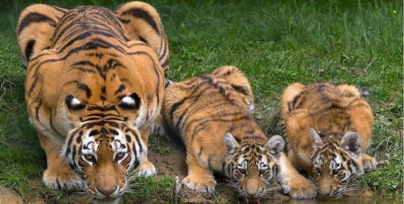 Οι τίγρεις έχουν σημάδια στα αυτιά τους που μοιάζουν με μάτια.