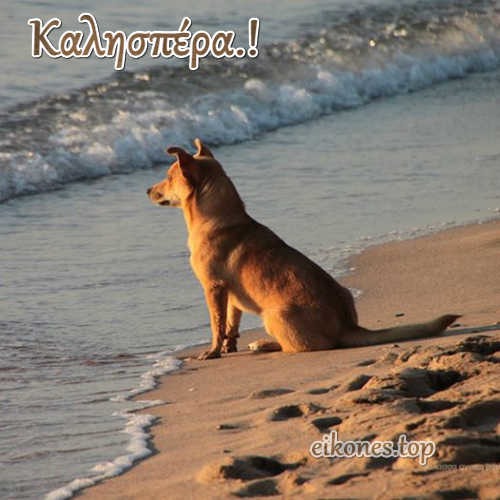 καλησπερα σκυλακι