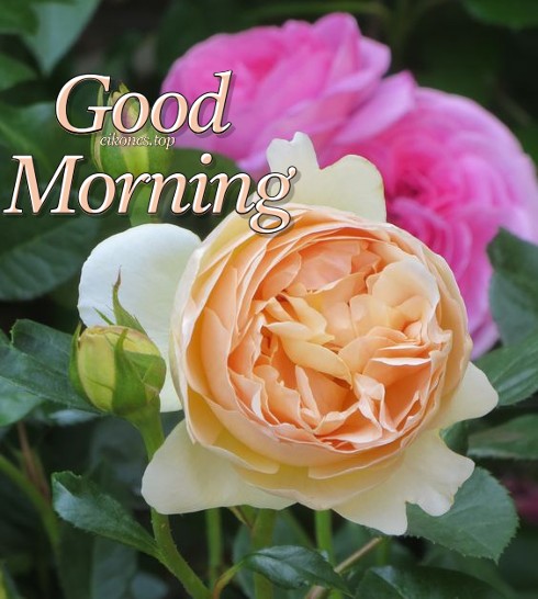 Good Morning με τα πιο όμορφα τριαντάφυλλα!
